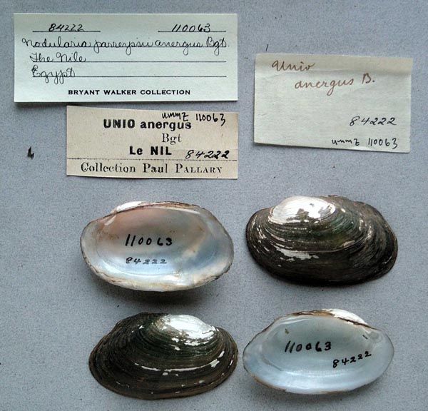 specimen