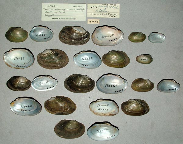 specimen