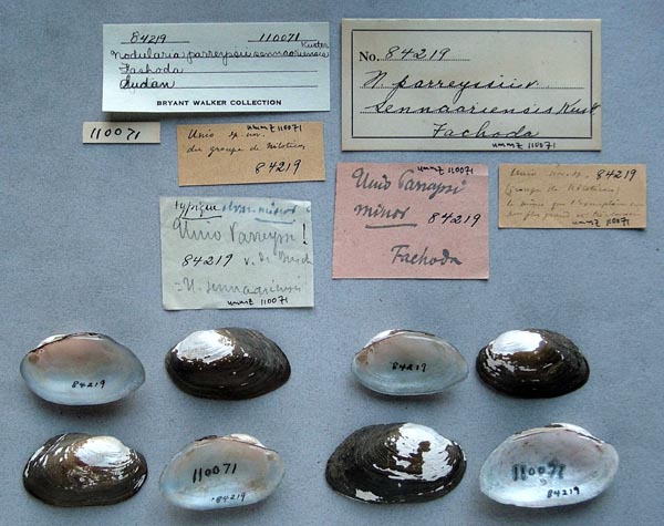 specimen