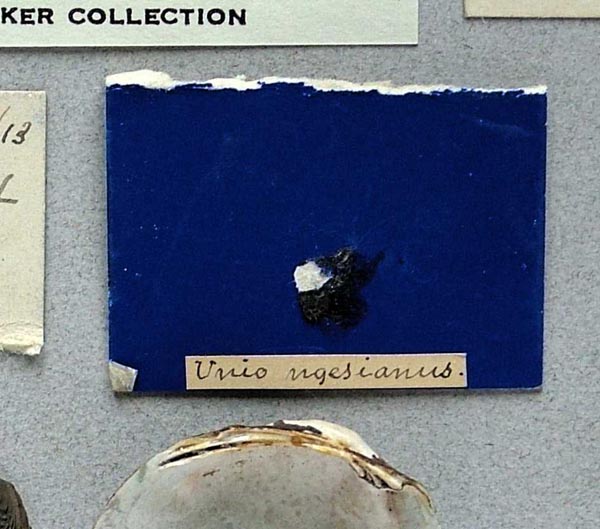 specimen