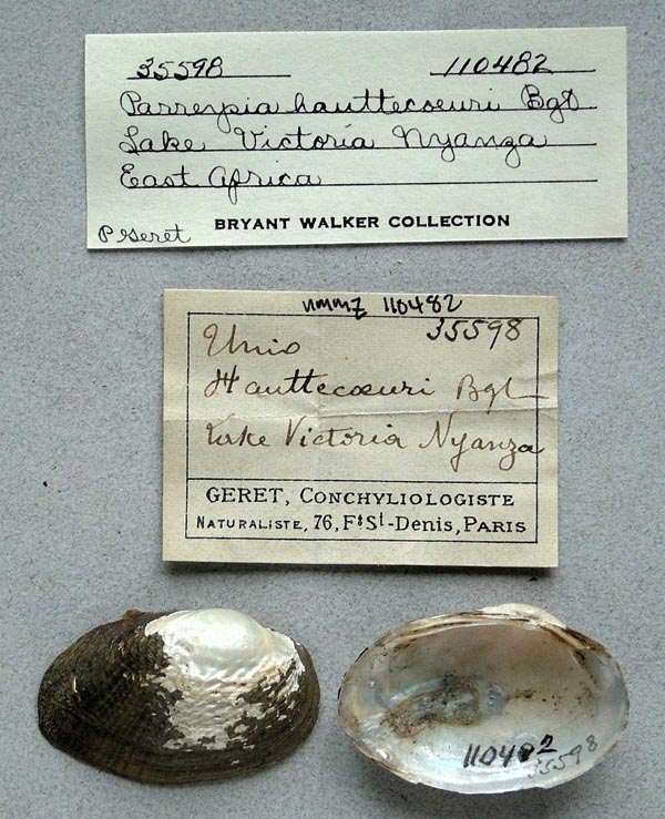 specimen