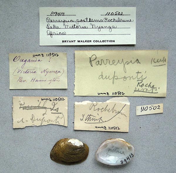 specimen