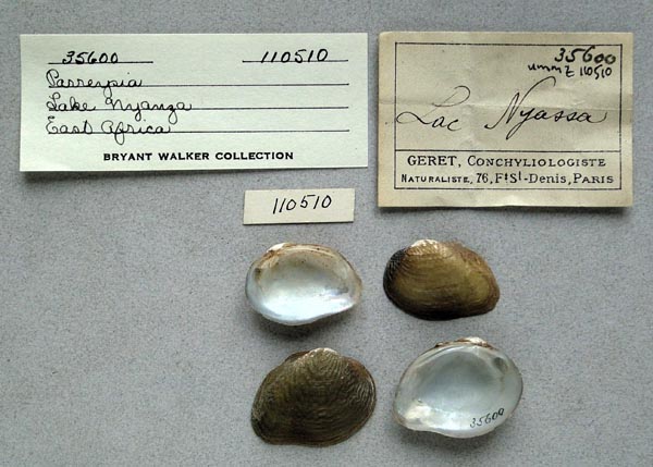 specimen
