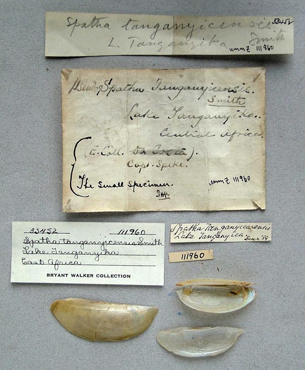 specimen