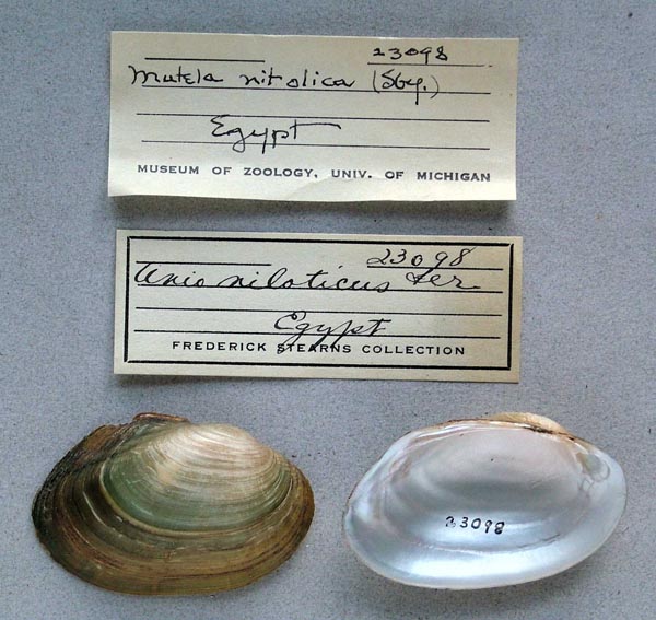 specimen