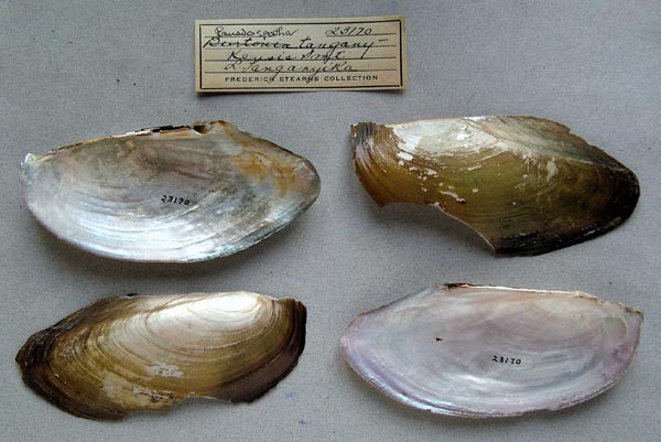 specimen