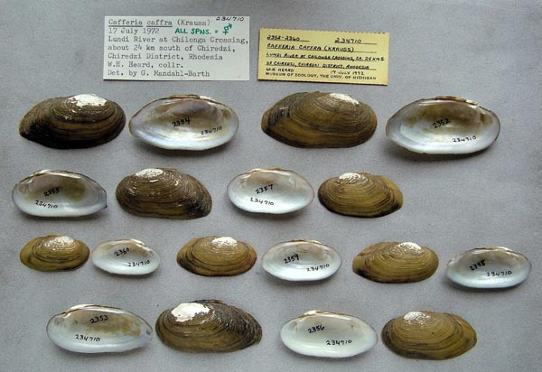 specimen