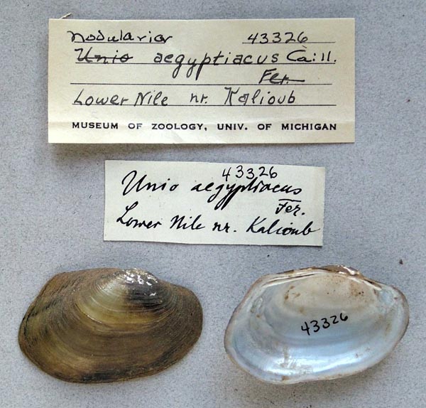 specimen