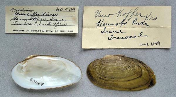 specimen