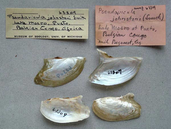 specimen