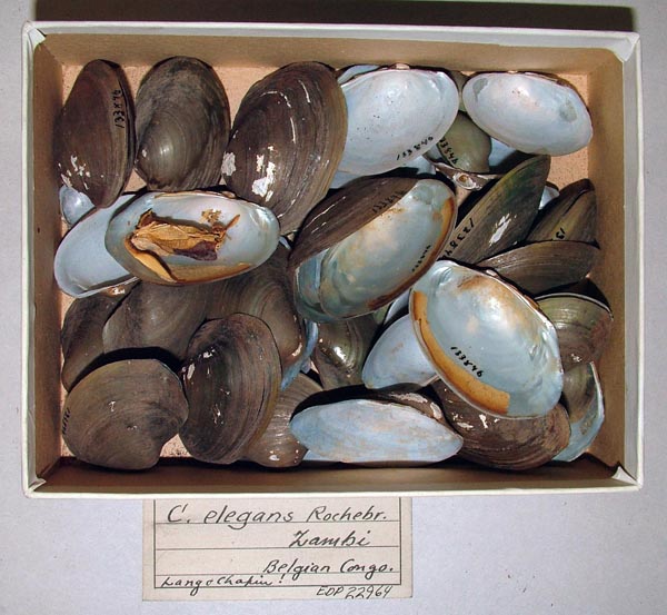 image of lot ANSP_133846 image of lot ANSP_133846