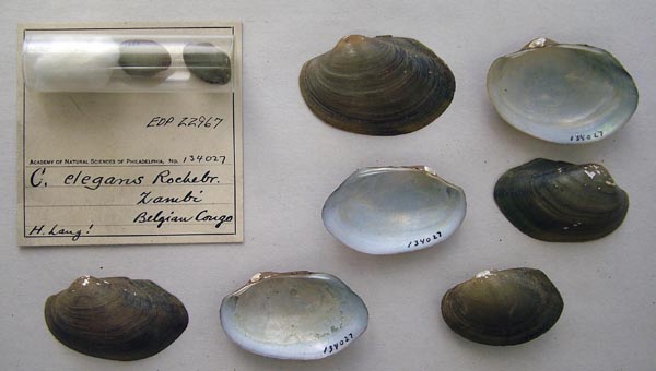 specimen