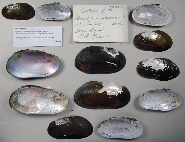 specimen