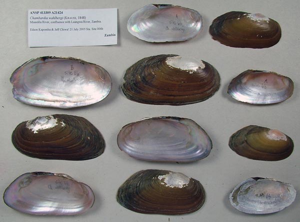 specimen