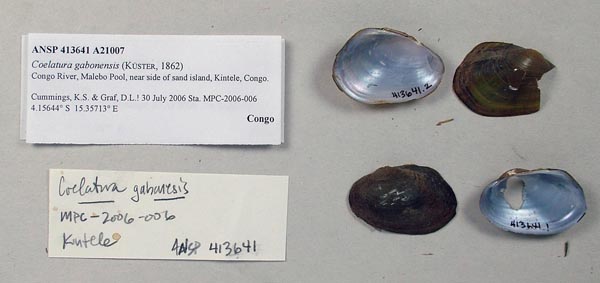 specimen