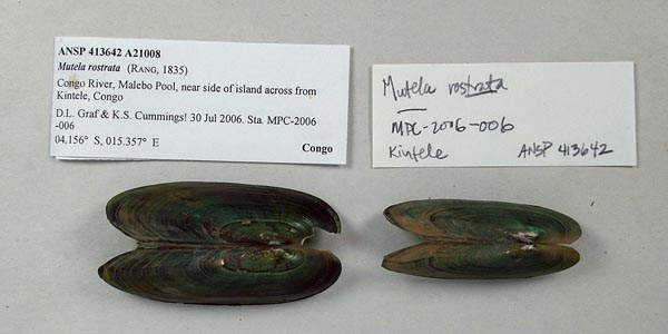 specimen