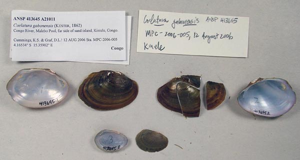 image of lot ANSP_413645 image of lot ANSP_413645