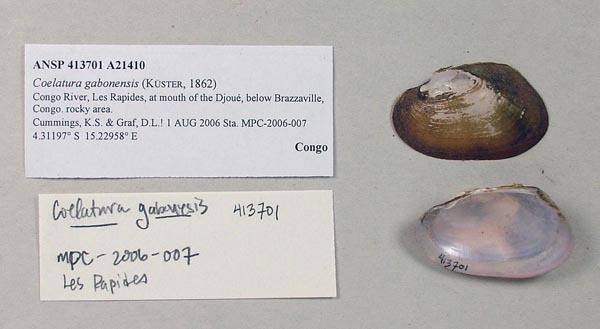 image of lot ANSP_413701 image of lot ANSP_413701