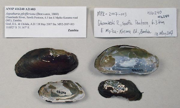 specimen