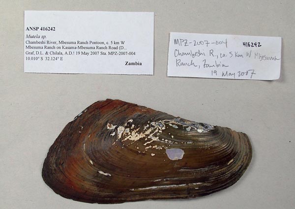 specimen