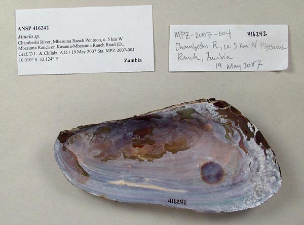 specimen