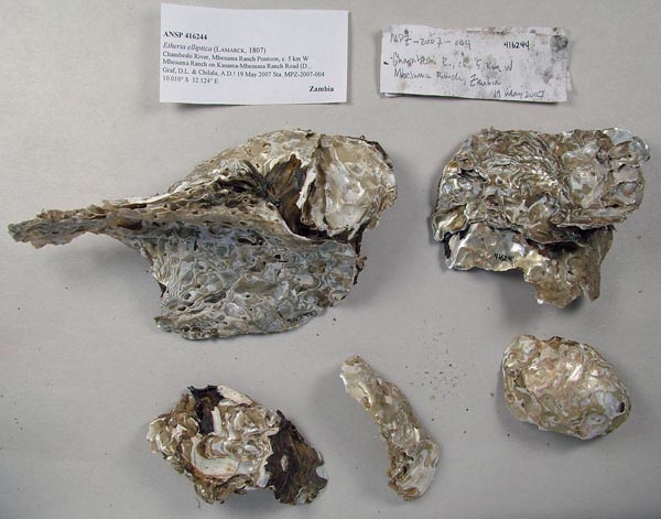 specimen