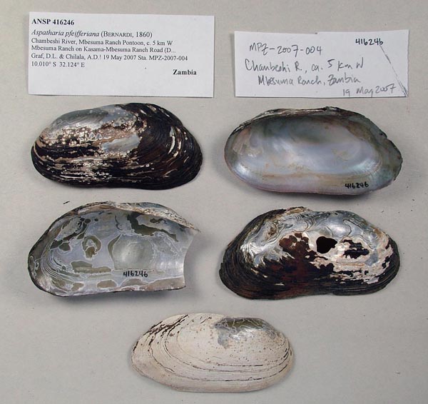 specimen