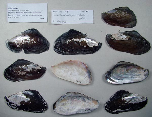 specimen