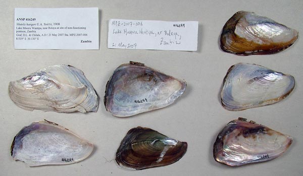 specimen