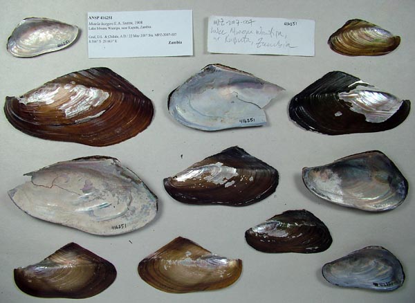 specimen