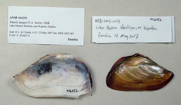 specimen