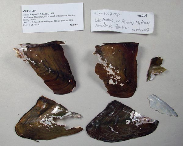 specimen