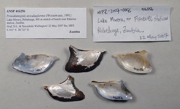 specimen