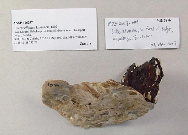 specimen