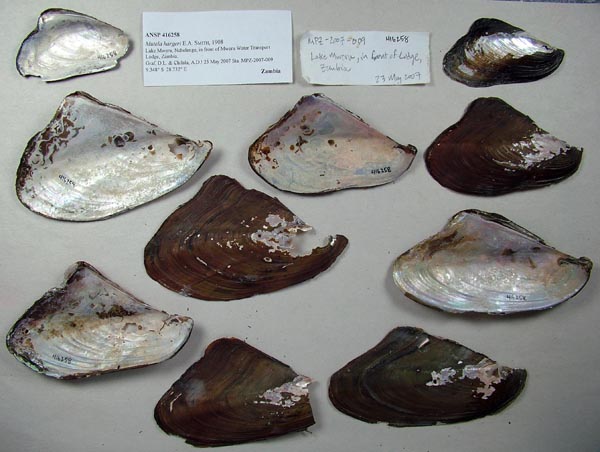 specimen
