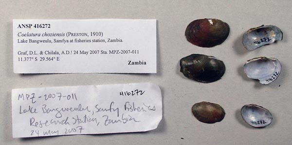 specimen