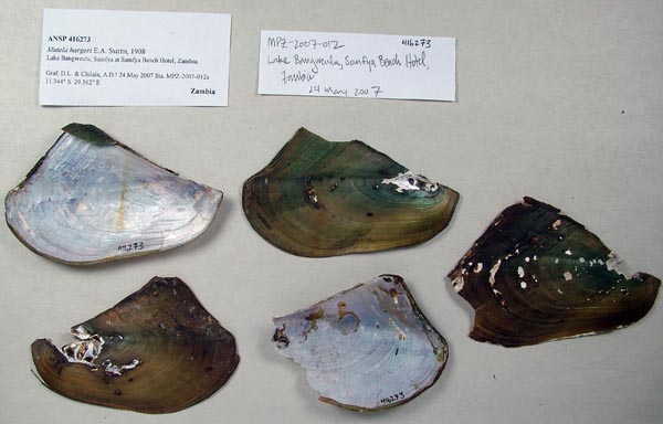 specimen