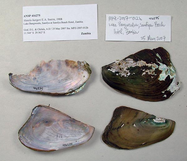 specimen