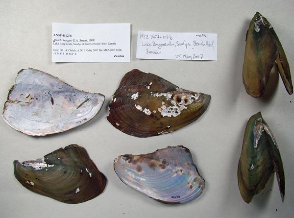 specimen