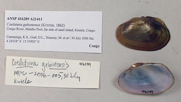 image of lot ANSP_416289 image of lot ANSP_416289