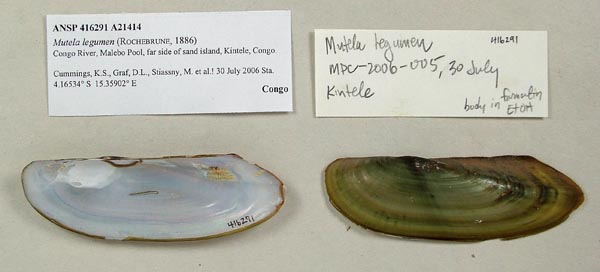 specimen
