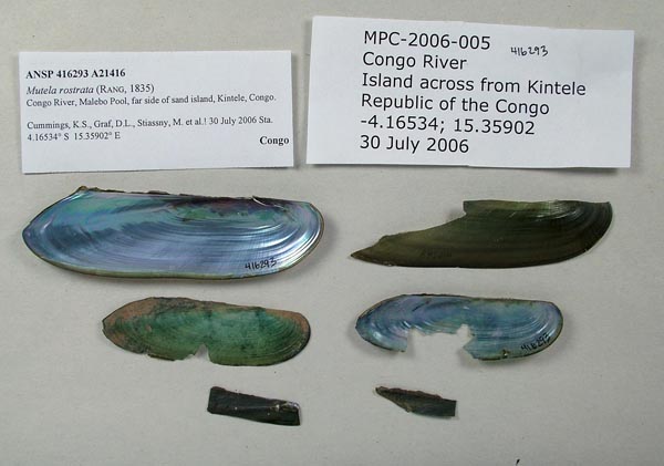 specimen