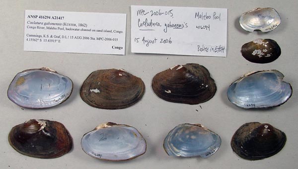 image of lot ANSP_416294 image of lot ANSP_416294