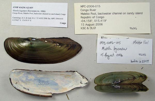 image of lot ANSP_416296 image of lot ANSP_416296