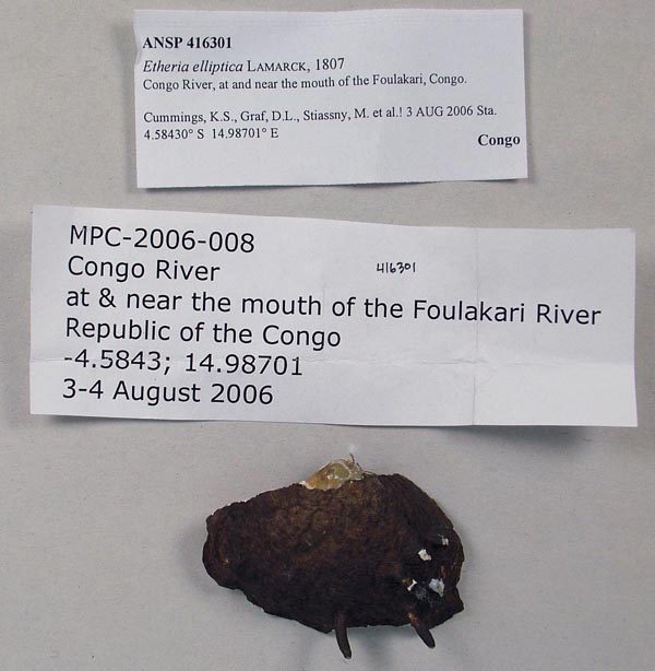 specimen