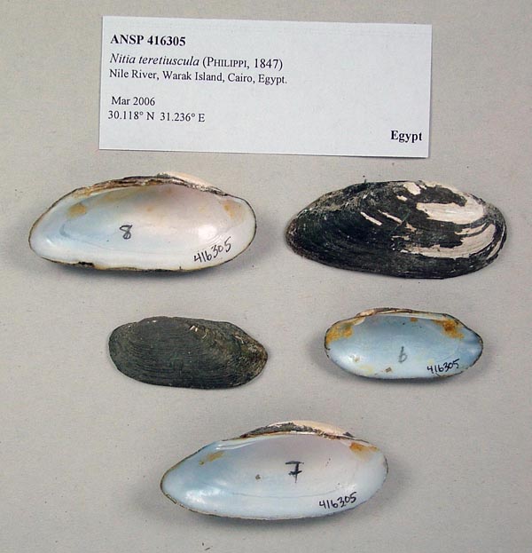 specimen