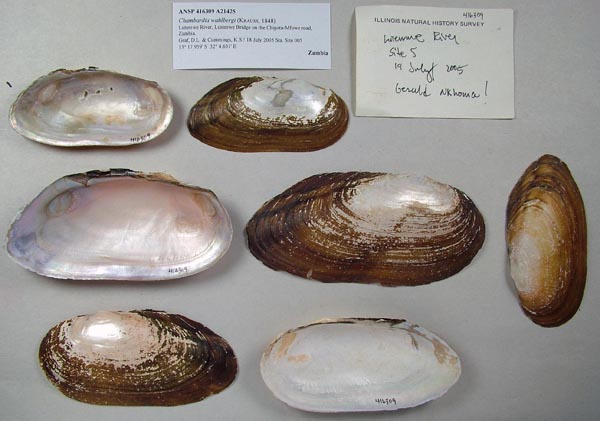 specimen