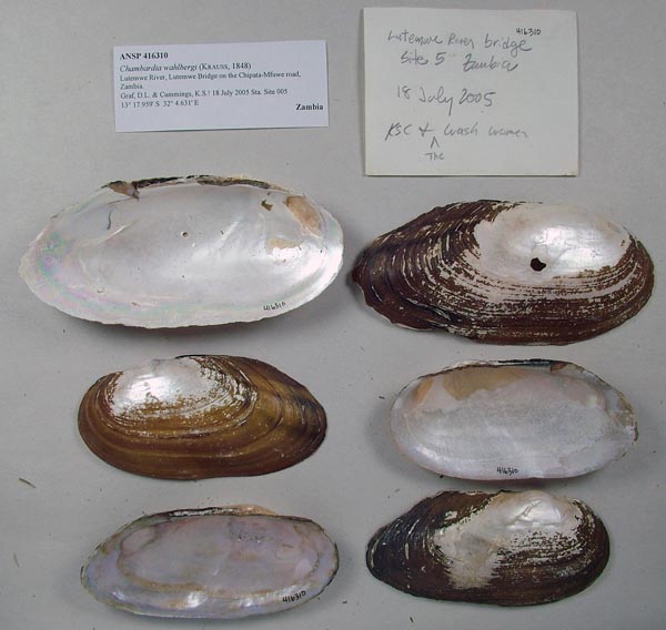 specimen