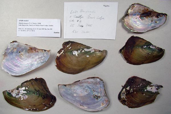 specimen