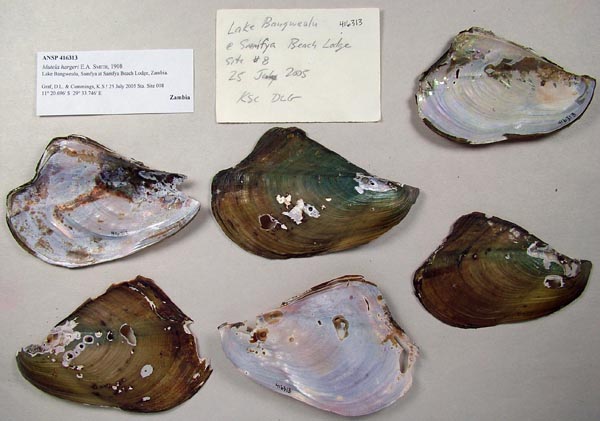 specimen